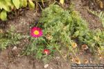 Photo: Tanacetum coccineum 5.