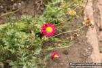 Photo: Tanacetum coccineum 6.