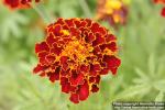 Photo: Tagetes patula 2.