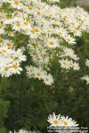 Photo: Tanacetum corymbosum 3.