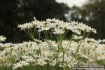 Photo: Tanacetum corymbosum 5.