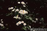 Photo: Tanacetum parthenium 2.