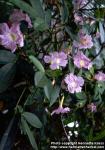 Photo: Tabebuia rosea.