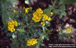 Photo: Tagetes lucida 2.