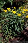 Photo: Tagetes lucida 3.