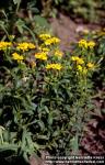 Photo: Tagetes lucida 5.