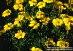 Photo: Tagetes tenuifolia 4.