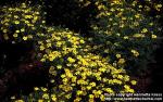 Photo: Tagetes tenuifolia.