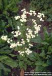 Photo: Tanacetum parthenium 3.