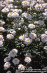 Photo: Tanacetum parthenium.