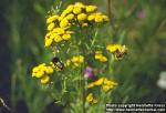 Photo: Tanacetum vulgare 1.