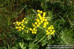 Photo: Tanacetum vulgare 3.