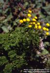 Photo: Tanacetum vulgare 4.