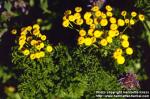 Photo: Tanacetum vulgare 7.