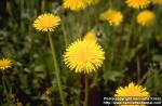 Photo: Taraxacum officinale 1.