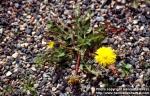 Photo: Taraxacum officinale 13.