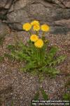 Photo: Taraxacum officinale 14.