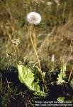 Photo: Taraxacum officinale 3.