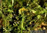 Photo: Taraxacum officinale 7.