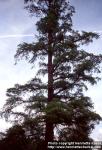 Photo: Taxodium distichum 2.