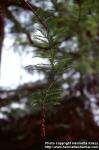 Photo: Taxodium distichum 3.