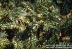 Photo: Taxus baccata.