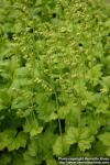 Photo: Tellima grandiflora.