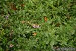 Photo: Teucrium chamaedrys 5.