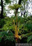 Photo: Tetrapanax papyriferus 1.