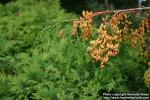 Photo: Thuja plicata 3.