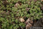 Photo: Thymus pseudolanuginosus 2.