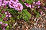 Photo: Thymus caespititius 1.