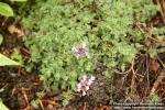 Photo: Thymus pseudolanuginosus 4.