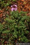 Photo: Thymus herba barona.