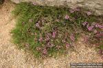 Photo: Thymus boissieri.