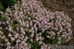 Photo: Thymus vulgaris 10.