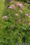 Photo: Thalictrum aquilegifolium 6.