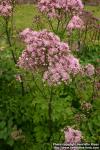 Photo: Thalictrum aquilegifolium 7.