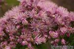 Photo: Thalictrum aquilegifolium 8.