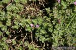 Photo: Thymus pseudolanuginosus 7.