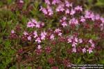 Photo: Thymus serpyllum 21.