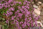 Photo: Thymus serpyllum 23.