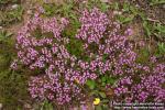 Photo: Thymus serpyllum 24.