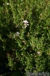 Photo: Thymus vulgaris 15.