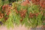 Photo: Thuja plicata 15.