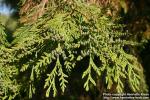 Photo: Thuja plicata 08.