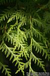 Photo: Thuja plicata 11.