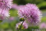 Photo: Thalictrum aquilegifolium 15.