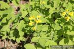 Photo: Thermopsis lupinoides 3.