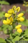 Photo: Thermopsis lupinoides 4.